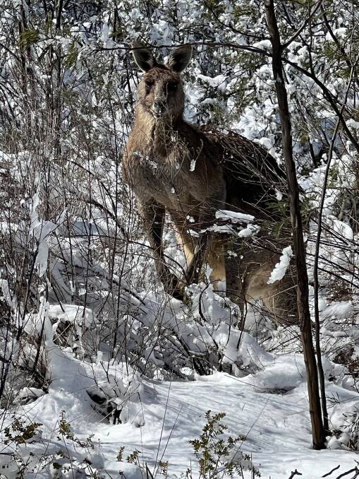 SNOWY ROO: Sighted at the top of Mount Canobolas on Wednesday morning, Jade Seth this muscly Kangaroo 'won the staring competition', while the family admired his/her magical presence. Photo: CONTRIBUTED.