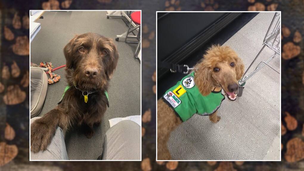 Baxter and Seeka are just two of Paws For Diabetics medical assistance dogs in Australia, working around the clock to monitor for any changes in their handler's health condition. Pictures from PFD website.