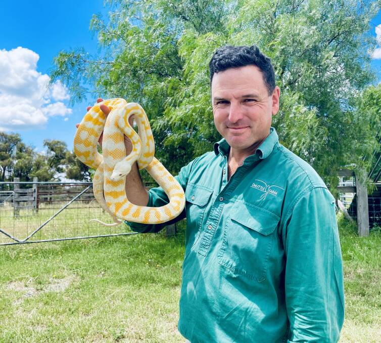 REPTILES ON THE RISE: DoLittle Farm owner, Steve Leisk says the increase in people wanting to own reptiles - such as the Darwin Diamond Carpet - over the last two-year period, also saw climbing demands for feed. Photo: EMILY GOBOURG.