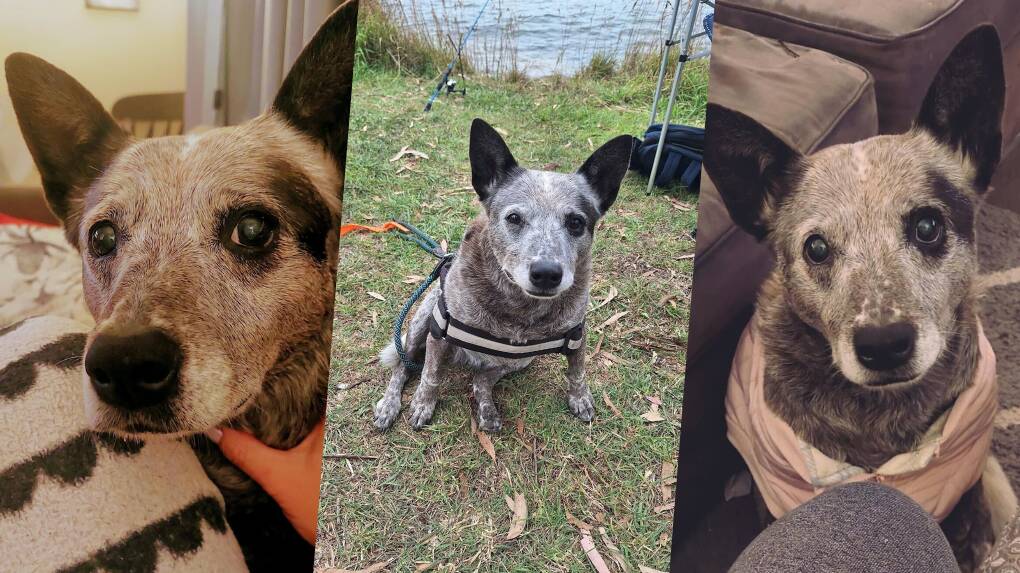 Heeler staffy cross rescue dog, Billy Girl died at the end of March in 2023, but lived her prior days out happy and loved after Keryn Hackett and her son moved ot Orange and adopted her. Pictures supplied.