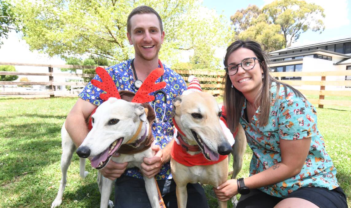 NICE LIST-ERS: Greyhounds Rumour and Rosie with veterinarian Ryan Lane and veterinarian nurse Jacq Boulton want to arm owners with information to keep pets safe this silly season. Photo: JUDE KEOGH.