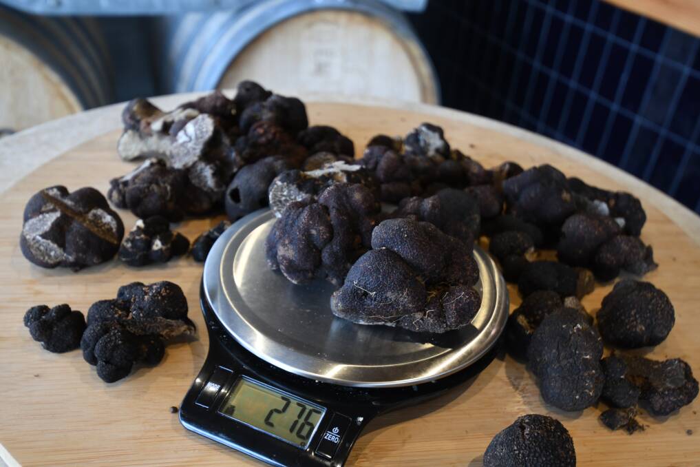 TRUFFLE HEAVEN: Native to France, the Back Périgord truffle is in abundance at Borrodell, with well-established oak trees to 'turn up truffs', which currently sell for $3/gram. Photo: CARLA FREEDMAN.