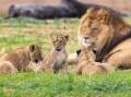 The pride of lions quickly became the mane attraction. Picture: Rick Stevens