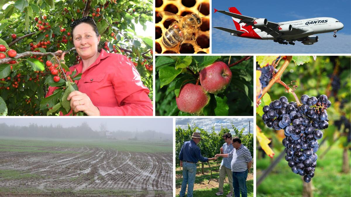 Fruit growers in the Orange region are facing torrential rain, possible worker shortages later in the year, and an ongoing threat of varroa mite. (Top left) Hillside Harvest manager Paula Charnock.
