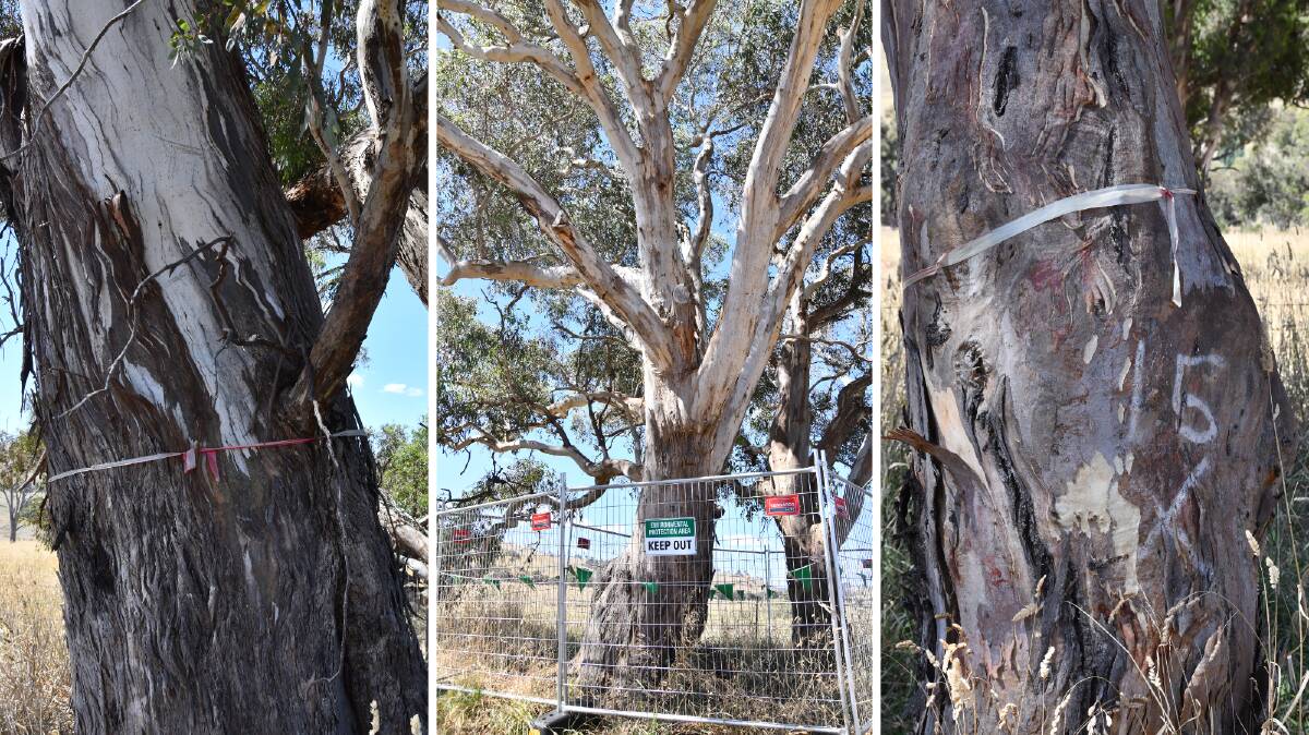 Flyers Creek Wind Farm near Orange, NSW. Endangered Eucalyptus Canobolensis illegally cleared by Green Light Contractors. Pictures by Carla Freedman. 