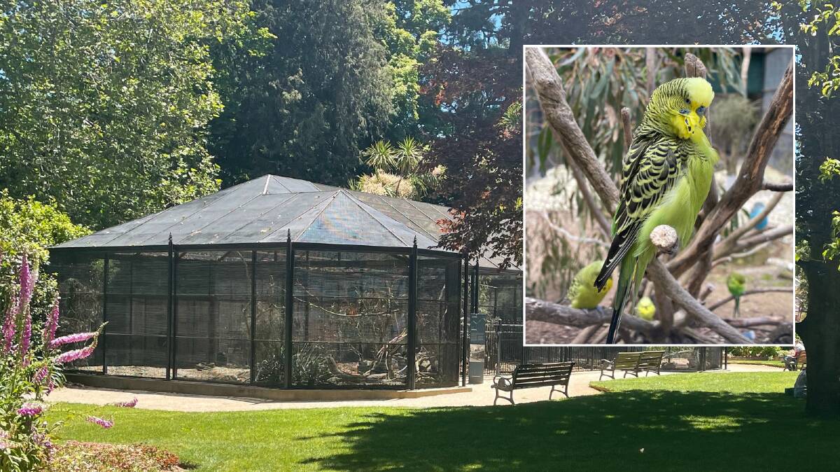 The historic bird aviary in Cook Park, Orange could be permanently shuttered. It is home to Budgerigar, cockatiel, red-rumped and king parrot, crimson rosella, galah, long-billed corella, and cockatoo.