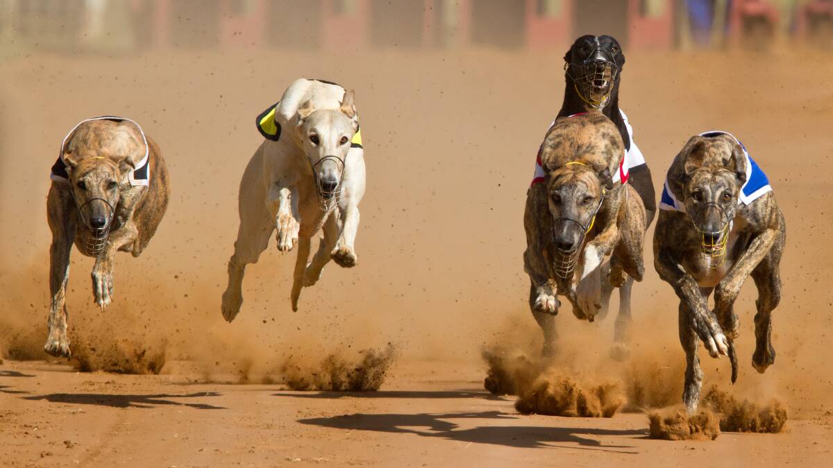 A return of greyhound racing to Orange is one of several possibilities under consideration following the permanent closure of Kennerson Park in Bathurst. 