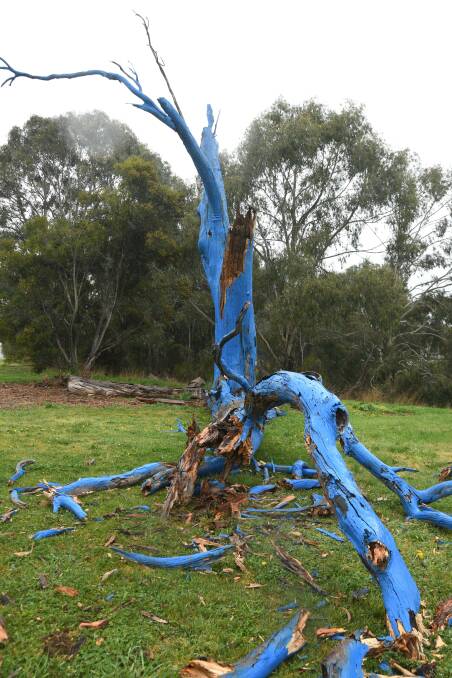 Destroyed Blue Tree at Pilcher Park in Orange. Picture by Jude Keogh 