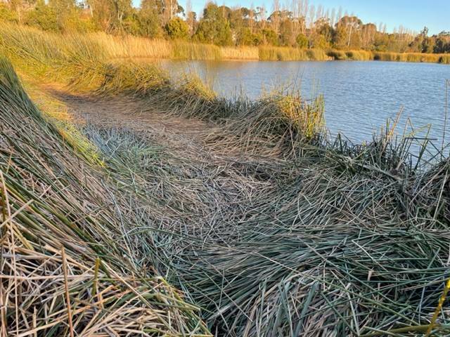 Trampled reeds at the Ploughmans Wetlands in Orange. Picture by Carla Freedman. 