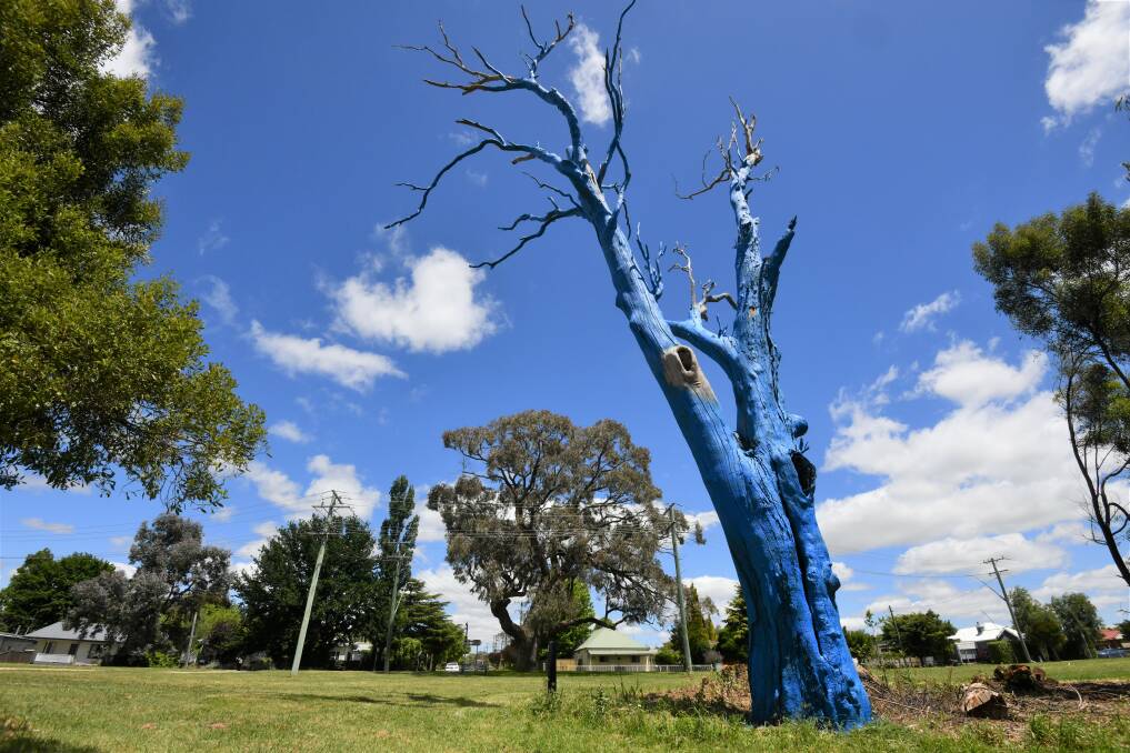 The new Blue Tree in Pilcher Park, Orange. Picture by Carla Freedman. 
