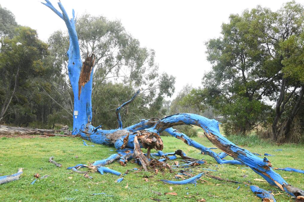 Blue Tree at Pilcher Park in Orange NSW. Picture by Jude Keogh
