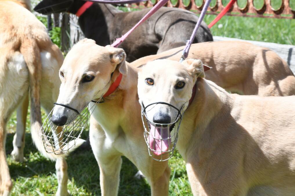 Plan to sink greyhound track construction flagged by animal rights group. File picture
