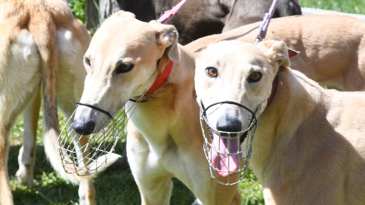 Greyhound track 'Centre of Excellence' negotiations between Orange City Council and GBOTA pushed back. File picture 