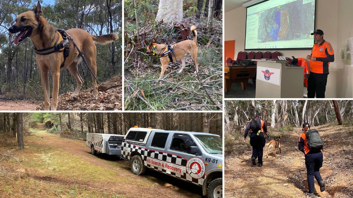 Search Dogs Sydney (SDS) conducts missing person training at Ophir Reserve, Orange in August 2022. SDS commander Chris D'Arcy pictured. 