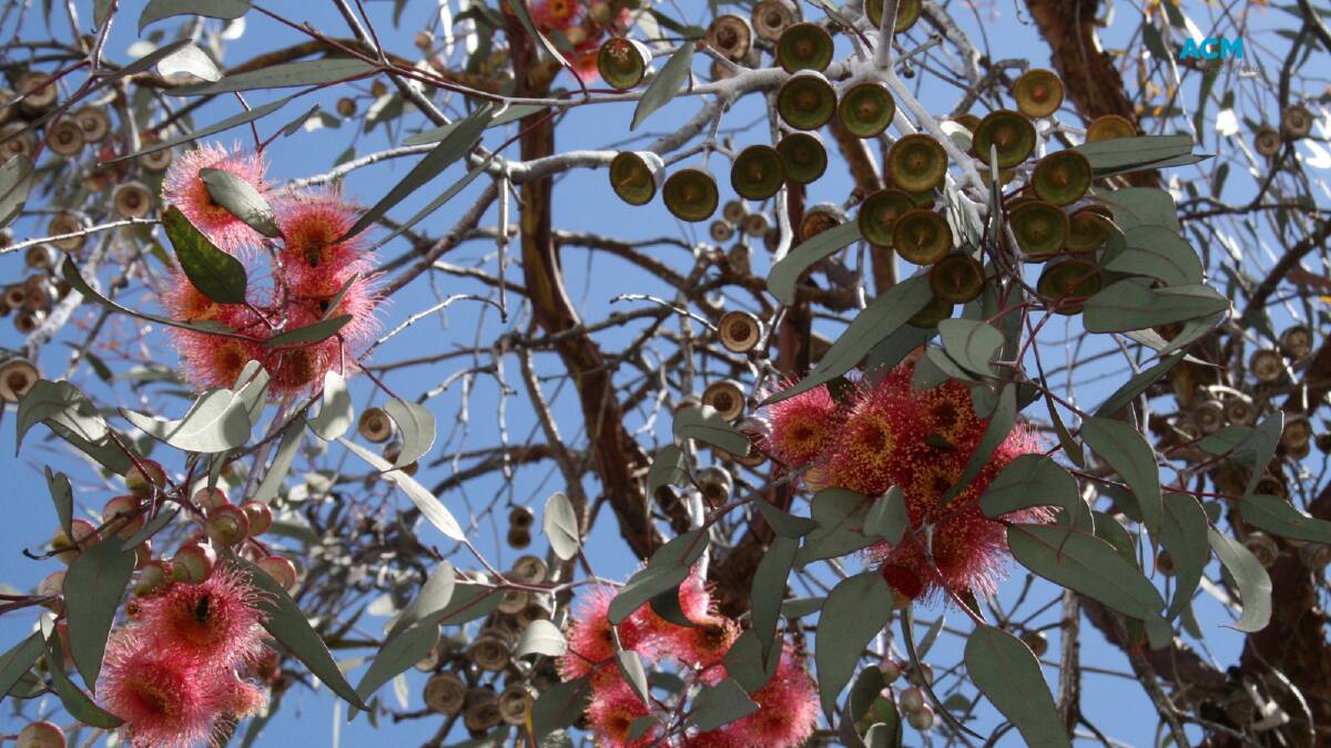 A flowering gum tree. Picture via Canva.com