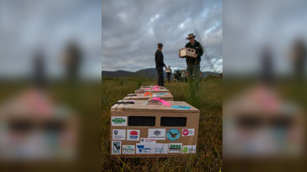 Transport boxes used to carry eastern bristlebirds. Picture by Marcia Riederer/DELWP.