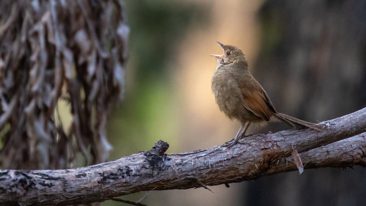 Eastern bristlebird singing. Picture by Marcia Riederer/DELWP.