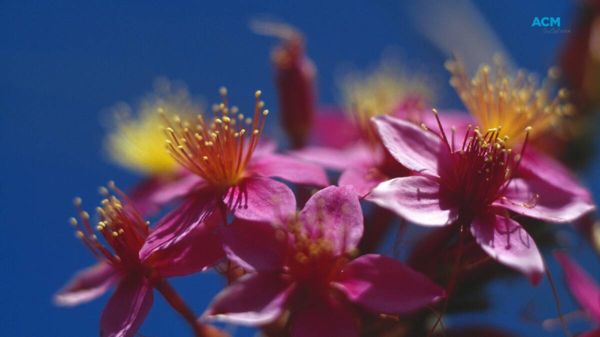 A close-up of a pink flowering calytrix. Picture by Tourism Australia via Canva