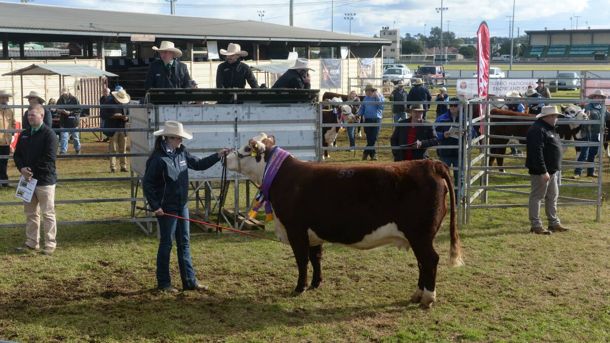 The senior and grand champion female, JTR Irish Rose P021, offered by JTR Cattle Company, Roslyn, sold for $7000 to South Australian-based Garryowen Poll Herefords, Auburn. Photo: Kate Loudon 