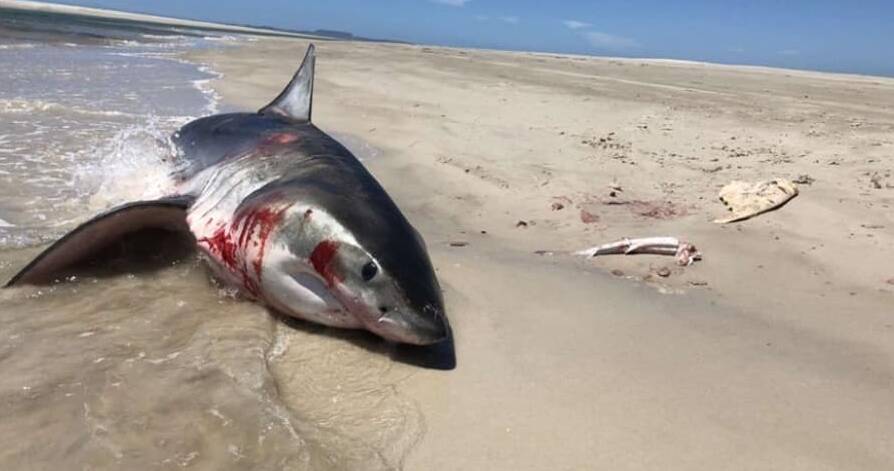 PROTECTED SPECIES: A Great White shark was reportedly killed on the beach at Circular Head over the weekend. Picture: Supplied
