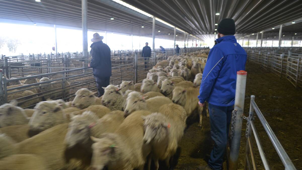 TOP PRICES: Sheep were sold for prime prices on Wednesday, at the Central Tablelands Livestock Exchange near Carcoar. Photo: BRADLEY JURD