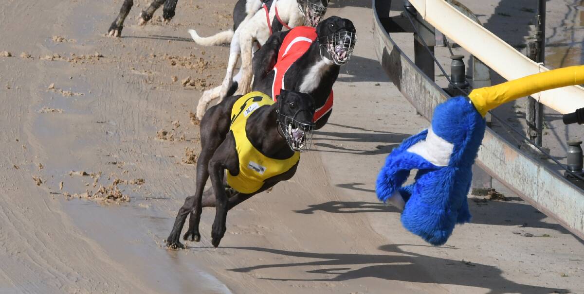 IN THE MIX: Solar Sky won the first heat of the Orange Cup at Kennerson Park last Monday. She'll start from box two in the final on Monday night. Photo: CHRIS SEABROOK 012020cdogs1