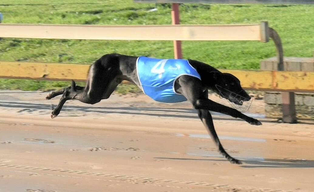 ANOTHER WIN: Crocodile Vella wins race five at Kennerson Park on Monday afternoon. Photo: CHRIS SEABROOK 040521cdogs1