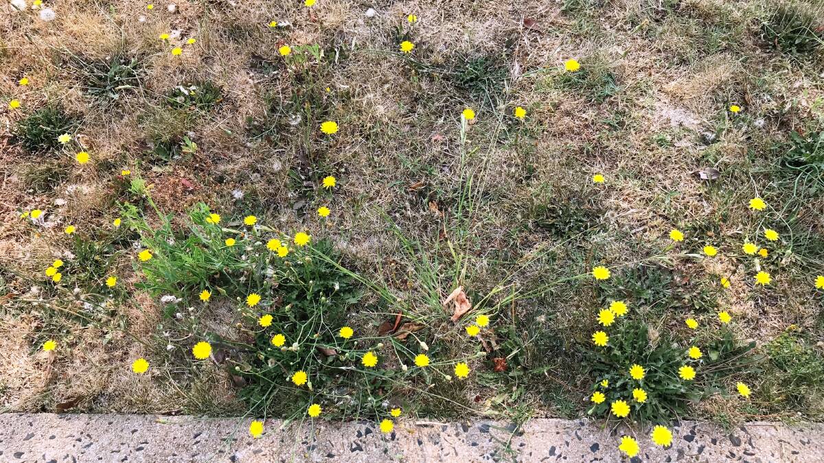 NOT A WEED: Rather than hitting them with Roundup, harvest your dandelions - they could help you get through coronavirus food shortages.