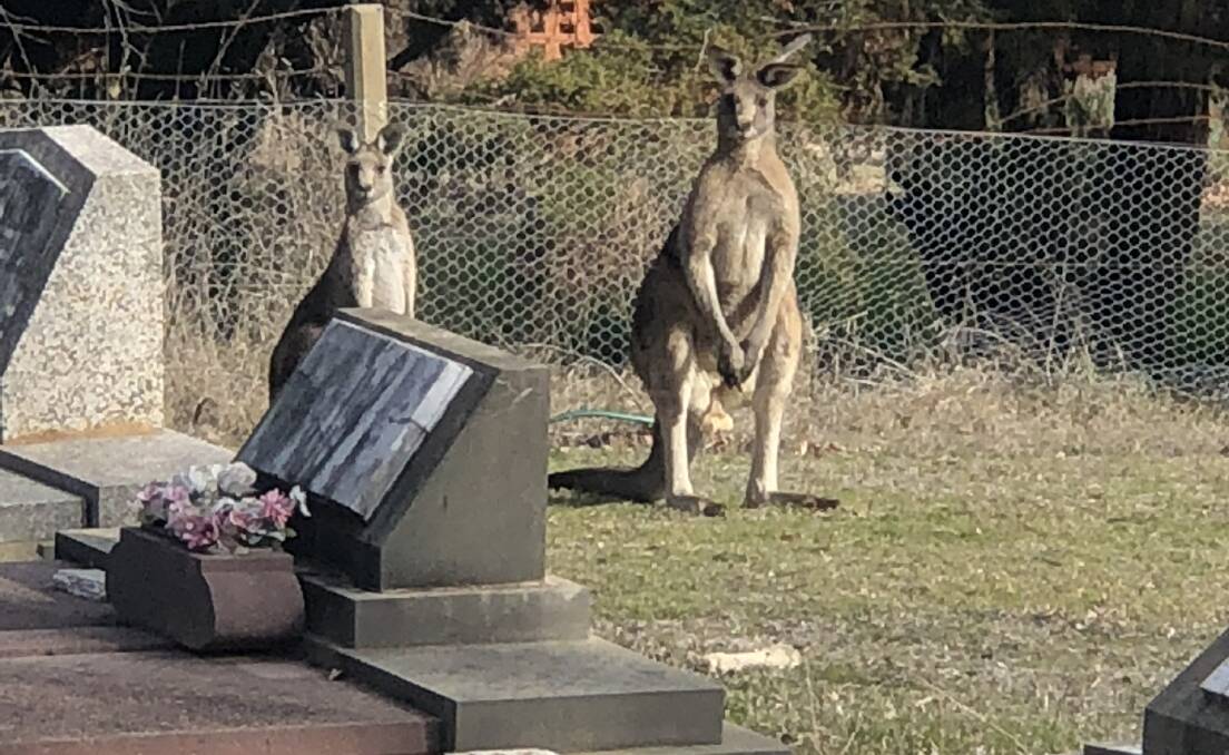 ON THE MOVE: A massive kangaroo and his friend at Orange cemetery last month. Photo: NICK WILLOX