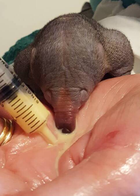 TIME TO EAT: Feeding time for the then Echidna puggle. Photo: WIRES/MAREA JULIAN