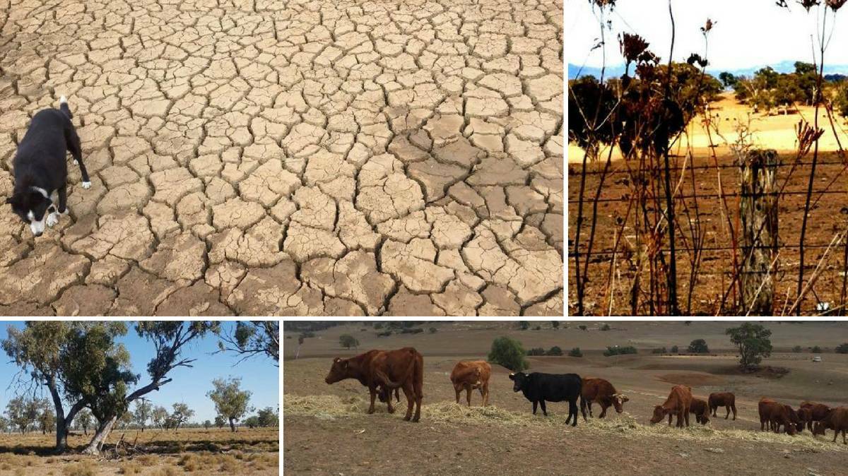 BLEAK VIEWING: There have been many heart-breaking images of the current drought published in the media.