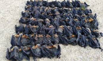 THE AFTERMATH: Some of the dead bats after the collapsed tree at Cowra Golf Course. Photo: CONTRIBUTED