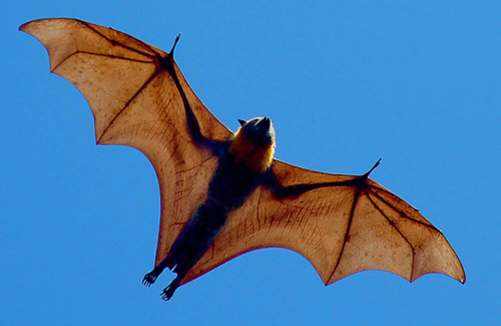 COMING AND GOING: According to Nick King, grey-headed flying foxes will be found in Orange each summer and autumn.