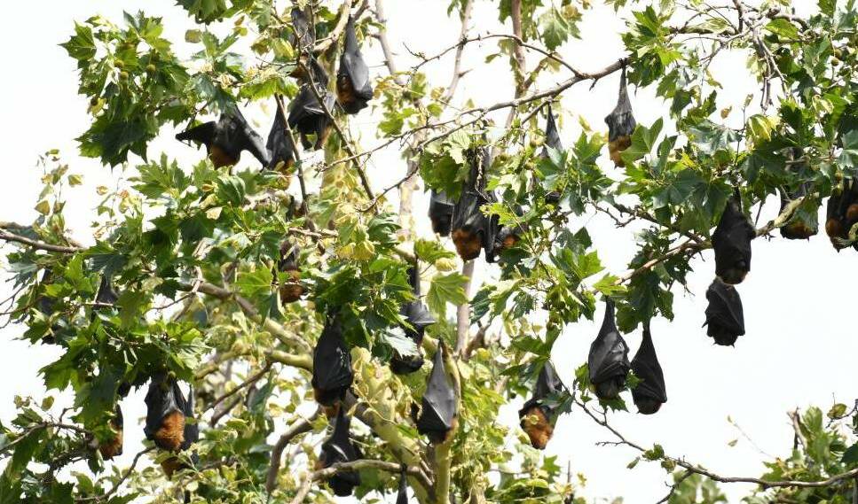 IN OUR PATCH: Flying foxes in Cook Park at the start of this year.