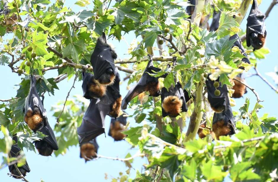 SETTLING IN: The flying foxes high up in the trees in Cook Park. Photo: JUDE KEOGH