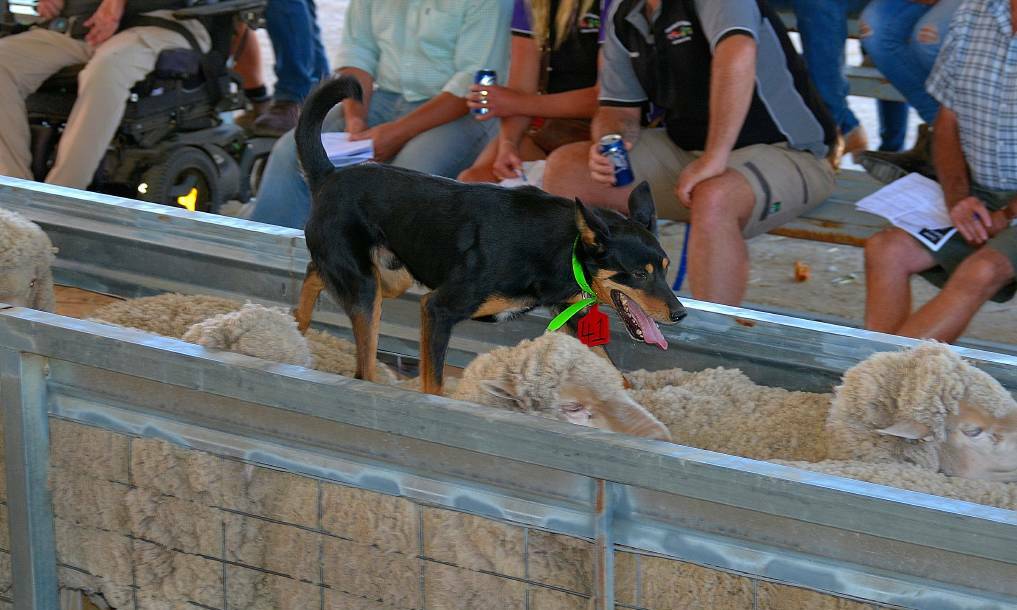 RIDING HIGH: A Wilcannia-based goat-chaser and station manager will take his prize pooch west in the next couple of weeks.