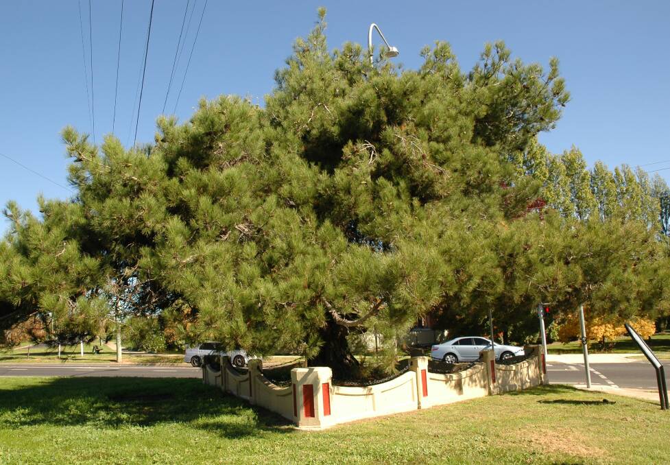 THE REAL DEAL: Orange's iconic Lone Pine at the intersection of Bathurst Road and Lone Pine Avenue. Photo: CONTRIBUTED
