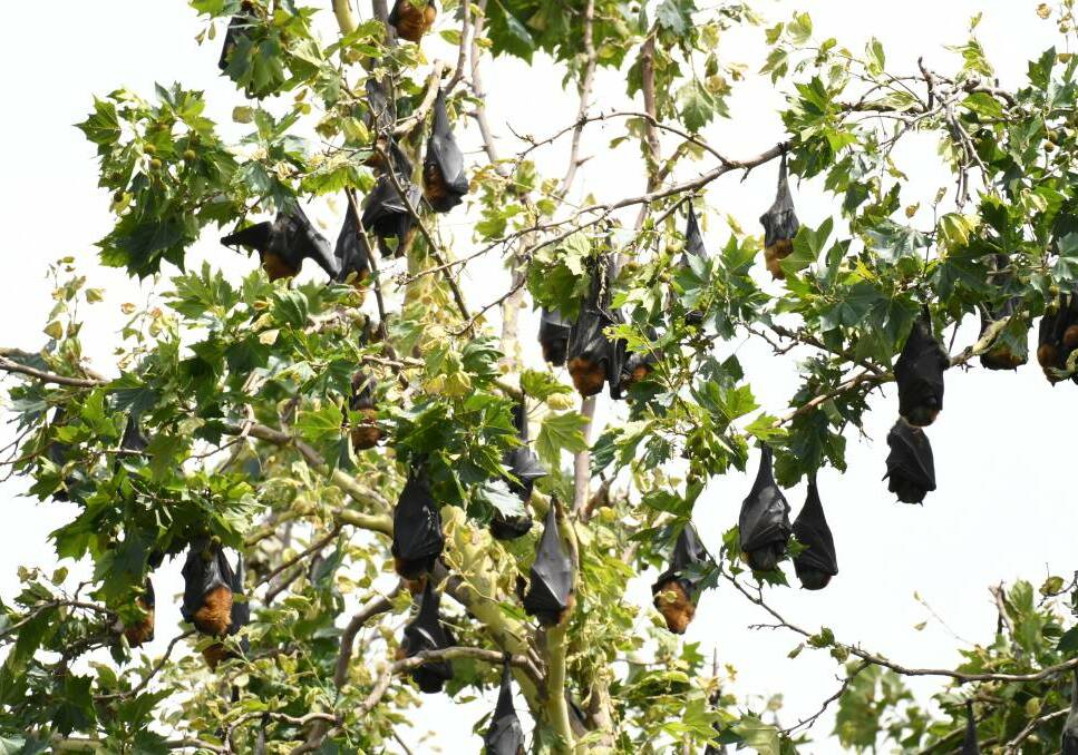HANGING OUT: Flying Foxes in Cook Park earlier this year. Photo: JUDE KEOGH