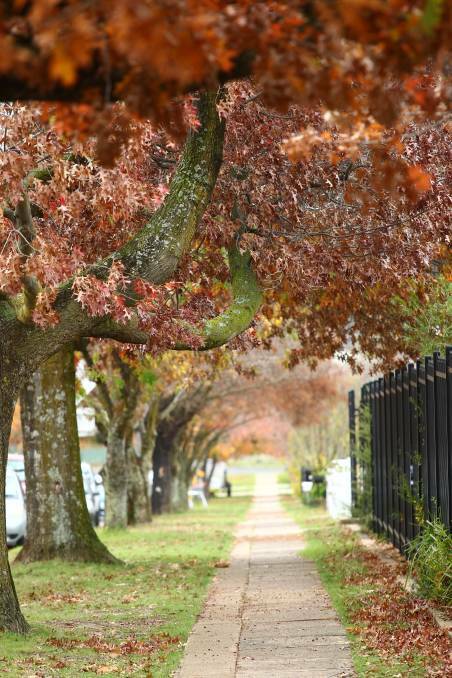 WHAT YOU CAN DO: There's ways residents can help keep Orange's iconic trees in good health this summer, including watering and mulching.