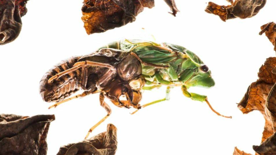 TIME TO START LIVING: Cyclochila australasiae, more commonly known as the green grocer cicada, sheds its nymph exoskeleton. Photo: WOLTER PEETERS