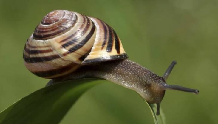 UP IN THE AIR: Lots of snails are thrown into neighbours' yards.