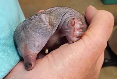 A CUTE HANDFUL: Five-week-old Puggsley with her eyes closed. Photo: WIRES/MAREA JULIAN