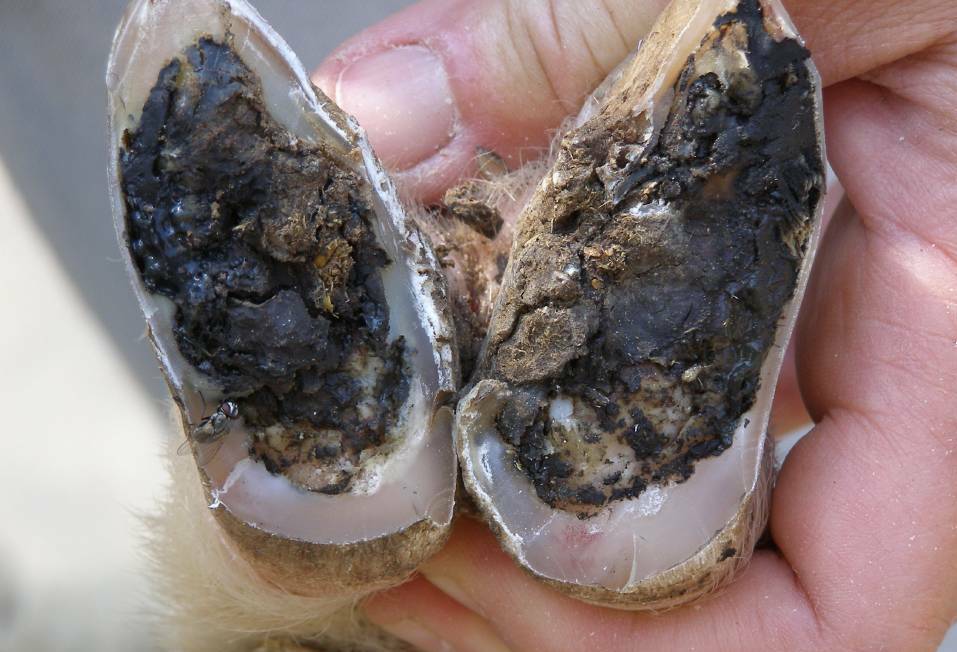 Warning issued to farmers as foot rot cases rise across Central West