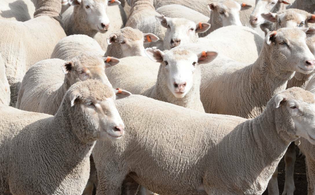 STOLEN: Sheep were taken from a property near Parkes. FILE PHOTO
