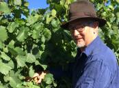 LOOKING PROMISING: Charlie Svenson from De Salis Wines, with Chardonnay still a month away from harvest. Photo: CONTRIBUTED