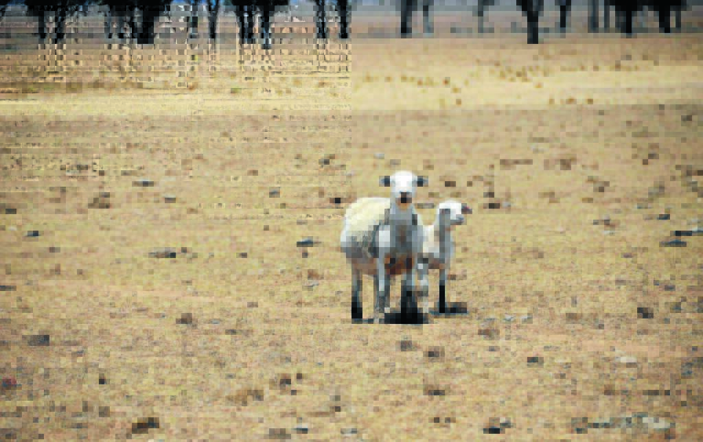 DIRE NEED: Drought-stricken farmers are crying out for freight subsidies to help feed malnourished stock.
