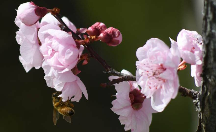 IN FULL BLOOM: A bee making the most of Cook Park's spring flowers. Photo: JUDE KEOGH