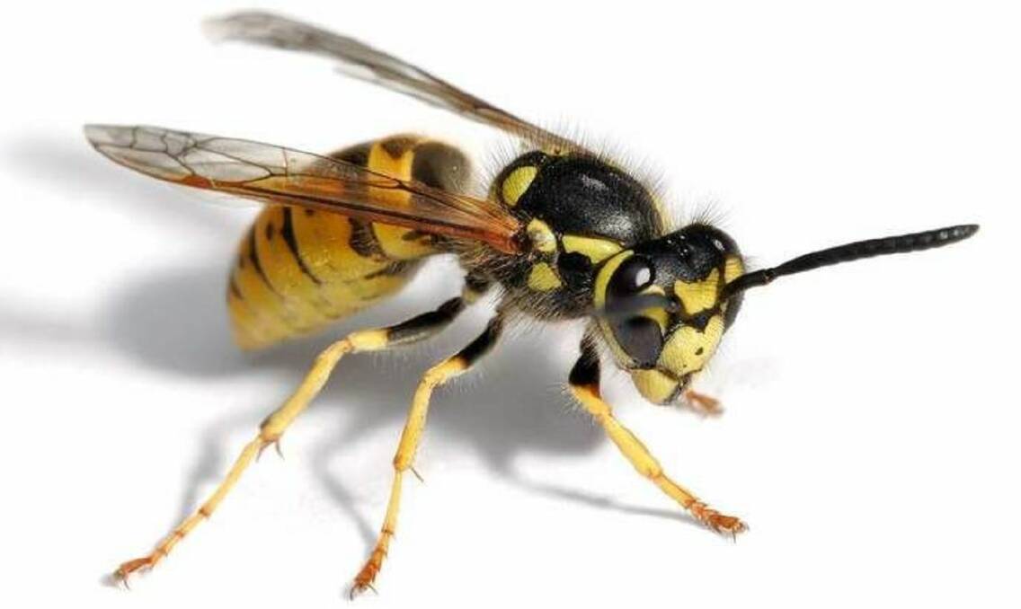 SEE YA LATER: It's hoped a trial will drastically reduce the number of Eurpoean wasps in the Orange region. FILE PHOTO