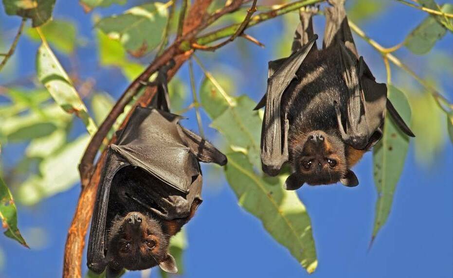 HANGING OUT: Flying foxes have become a very familiar sight in Orange.