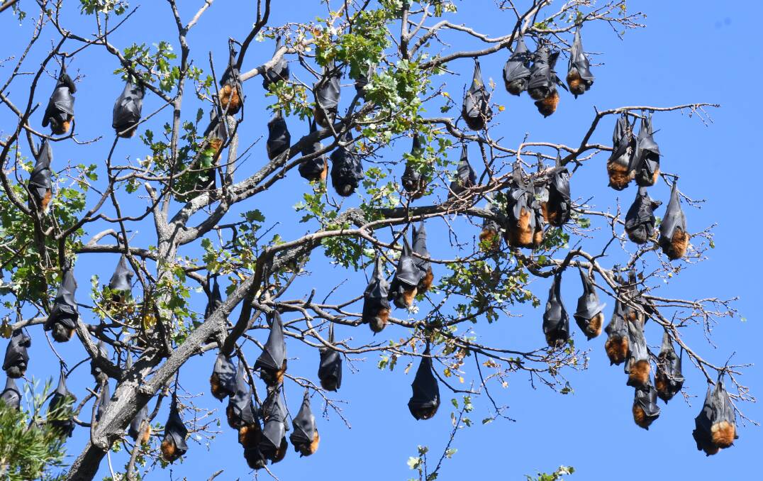 HANGING OUT: Central Western Daily reader Ray Moffat penned this letter to the editor in response to the colony of flying foxes in Cook Park. Photo: JUDE KEOGH